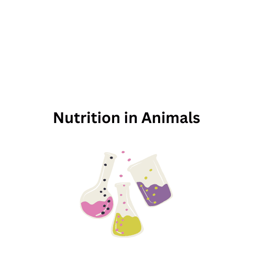 Nutrition in Animals